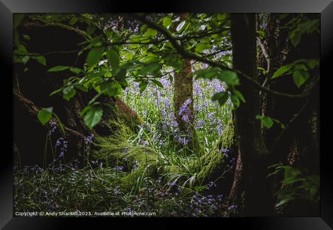 Faerie Glade Framed Print by Andy Shackell