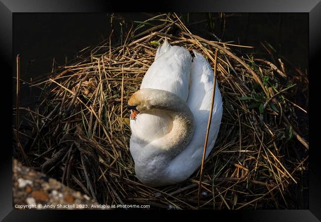 Swan on the nest  Framed Print by Andy Shackell