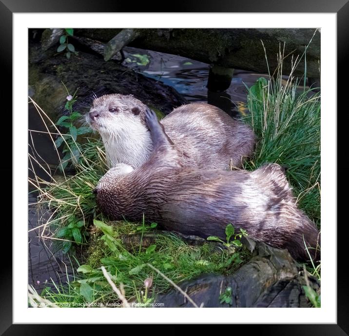 Cuddling Otters Framed Mounted Print by Andy Shackell