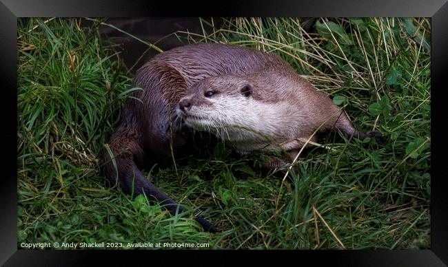 Otter Framed Print by Andy Shackell