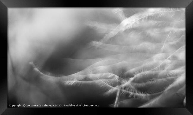 Black and white feather macro Framed Print by Veronika Druzhnieva