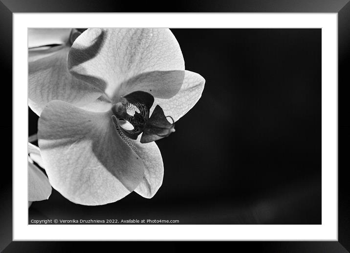 Black and white close up orchid Framed Mounted Print by Veronika Druzhnieva