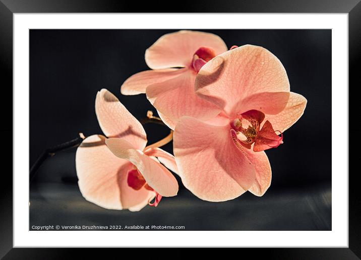 Thee orchid branch. Pink close up flower Framed Mounted Print by Veronika Druzhnieva