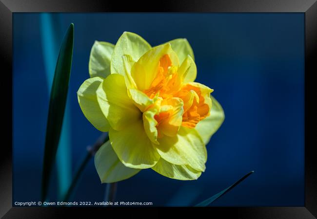 Daffodil on Blue Framed Print by Owen Edmonds