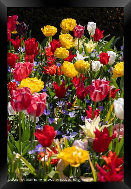 Multi-Coloured Flowers Framed Print by Owen Edmonds