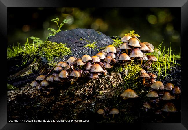 Mushrooms on a Log Framed Print by Owen Edmonds