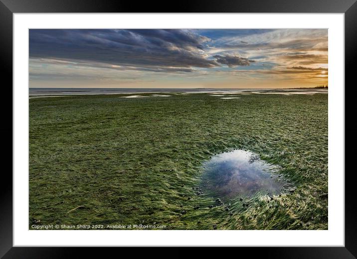 Sea Snails at Sunset Framed Mounted Print by Shaun Sharp