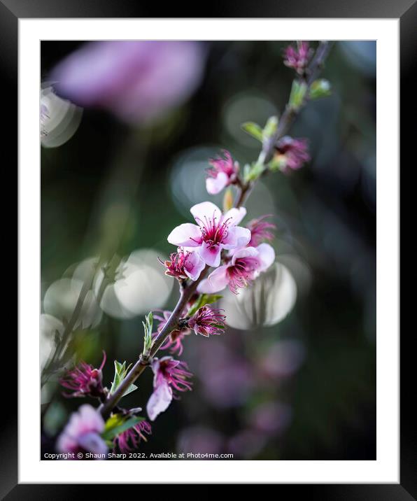 Spring in full bloom Framed Mounted Print by Shaun Sharp