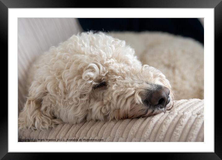 Time for a nap !!! Framed Mounted Print by Mark Weekes