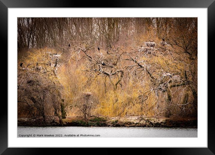  Cormorant's in the Trees.  Framed Mounted Print by Mark Weekes