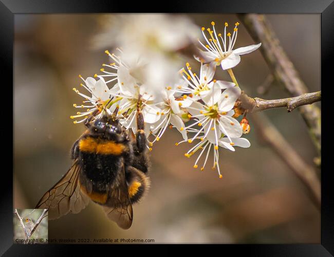 Bumble Bee Framed Print by Mark Weekes