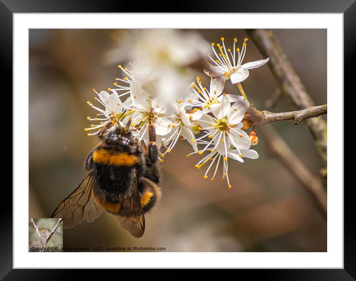 Bumble Bee Framed Mounted Print by Mark Weekes