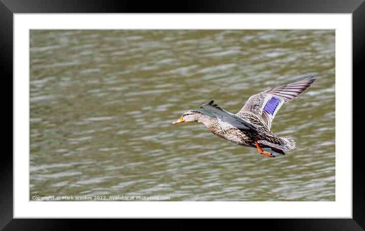 Duck Framed Mounted Print by Mark Weekes