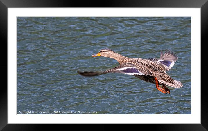 Duck Framed Mounted Print by Mark Weekes