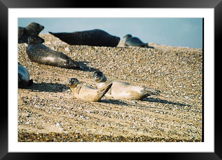 Seals on a Norfolk beach Framed Mounted Print by Gareth Wild