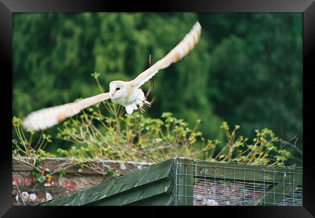 Barn owl in flight Framed Print by Gareth Wild