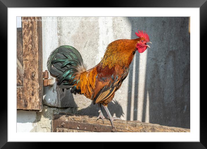 Rooster crowing in a barnyard on an educational farm. Framed Mounted Print by Christian Decout
