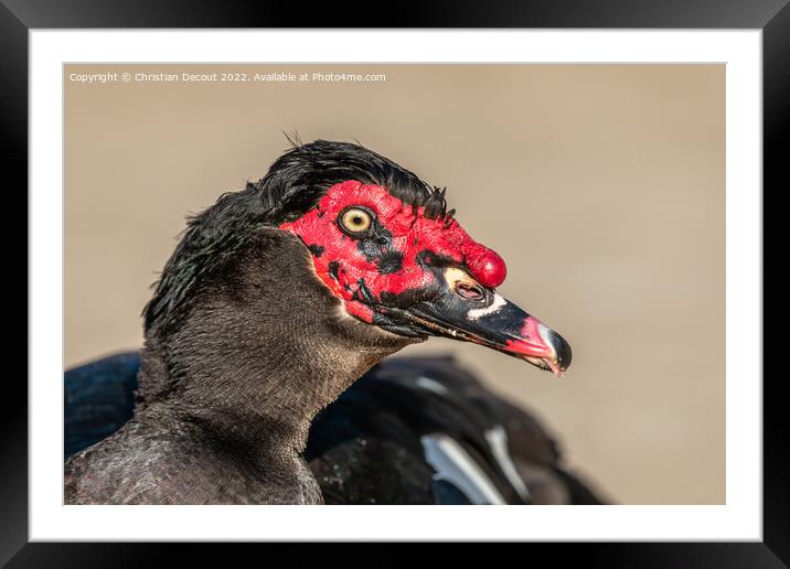 Portrait of a Muscovy Duck in a farmyard on an educational farm. Framed Mounted Print by Christian Decout
