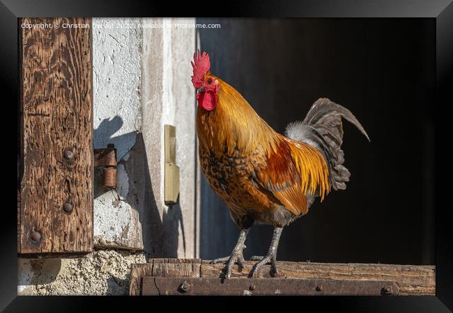Farmyard rooster perched on a gate in an educational farm. Framed Print by Christian Decout