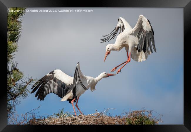 Couple of white stork (ciconia ciconia) in courtship display. Framed Print by Christian Decout