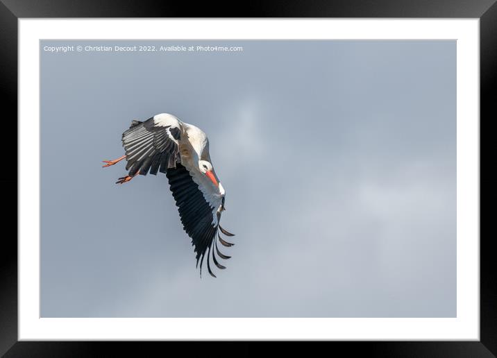White stork (ciconia ciconia) in flight in a village. Framed Mounted Print by Christian Decout