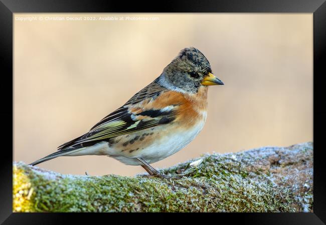 Brambling (Fringilla montifringilla) perched on a branch in the forest in winter. Framed Print by Christian Decout