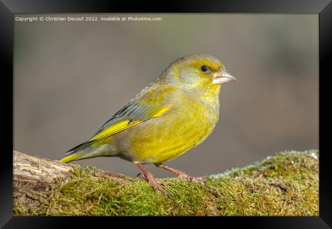 Greenfinch perched on a branch in the forest. (Chloris chloris). Framed Print by Christian Decout