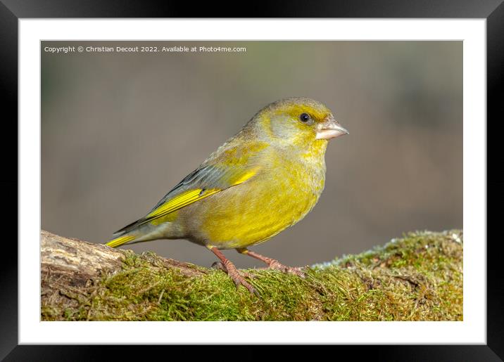 Greenfinch perched on a branch in the forest. (Chloris chloris). Framed Mounted Print by Christian Decout