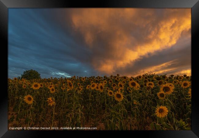 Sunflower fields at stunning sunset in countryside. Framed Print by Christian Decout