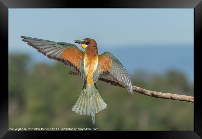 European bee-eater in flight in front of the nesting colony. Framed Print by Christian Decout