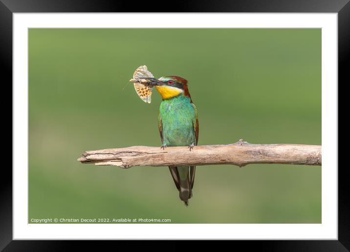 European Bee-eater (Merops apiaster) perched on branch with a butterfly in its beak. Framed Mounted Print by Christian Decout