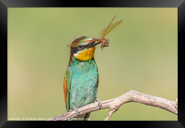 European Bee-eater (Merops apiaster) perched on branch with a dragonfly in its beak. Framed Print by Christian Decout