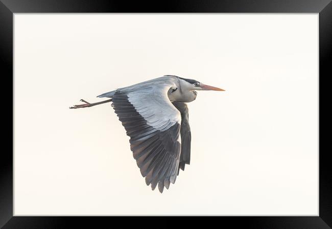 Gray heron (Ardea cinerea) in flight in the sky. Framed Print by Christian Decout