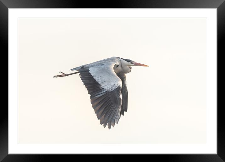 Gray heron (Ardea cinerea) in flight in the sky. Framed Mounted Print by Christian Decout