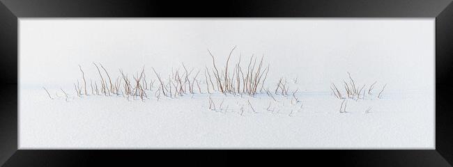 Vegetation caught in the ice in the swamps. Framed Print by Christian Decout