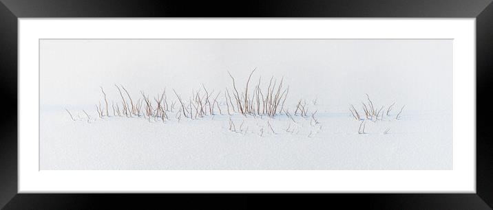 Vegetation caught in the ice in the swamps. Framed Mounted Print by Christian Decout