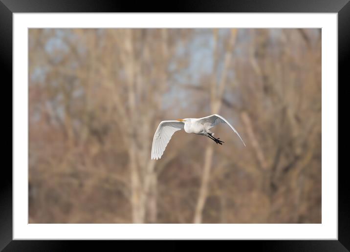 Great egret (Ardea alba) in flight in the sky Framed Mounted Print by Christian Decout