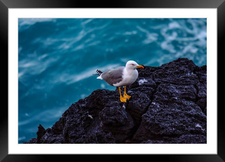 A young Yellow-legged Gull stands on a cliff above the Atlantic  Framed Mounted Print by Wilhelm Menze