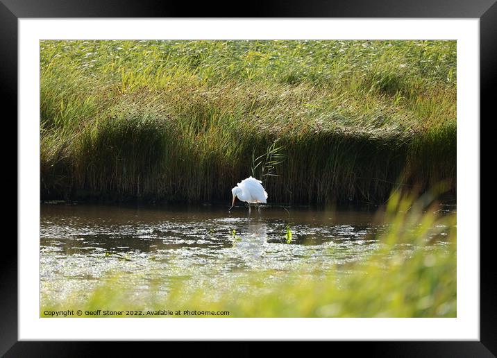 Large white egret Framed Mounted Print by Geoff Stoner