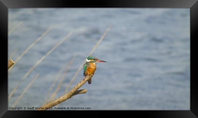 Kingfisher Framed Print by Geoff Stoner