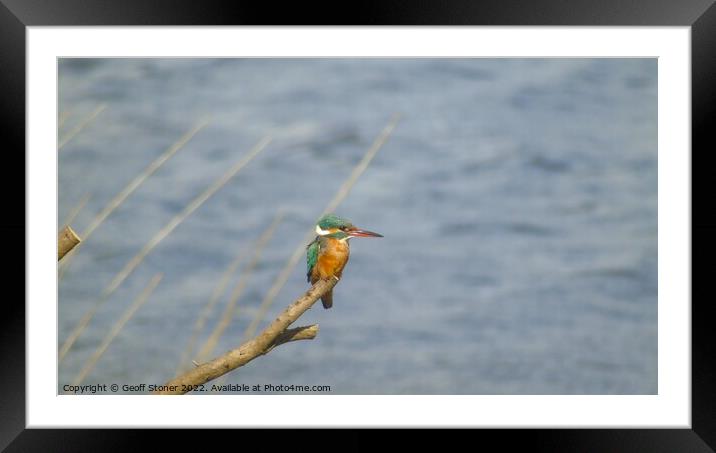Kingfisher Framed Mounted Print by Geoff Stoner
