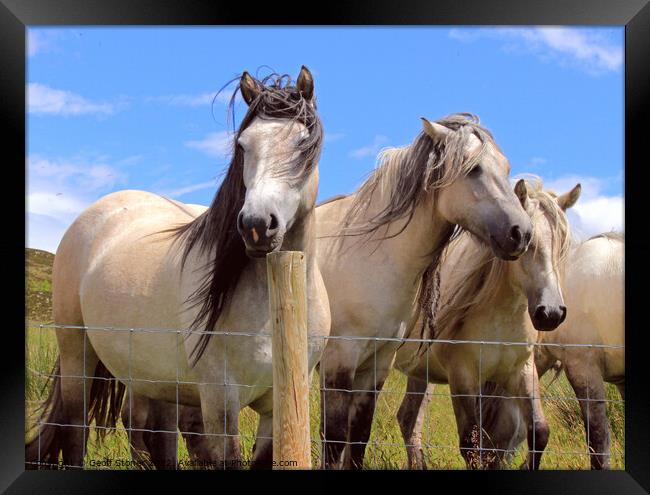 Highland Ponies Framed Print by Geoff Stoner