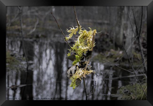 Light color moss and leaves hanging from a small t Framed Print by Craig Weltz