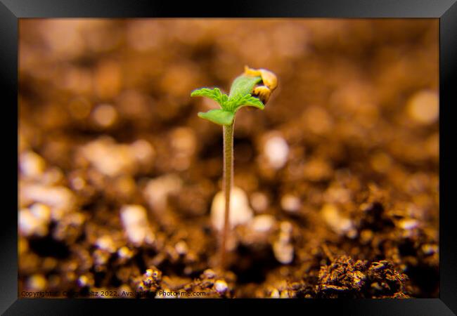 A close up of a cannabis seedling Framed Print by Craig Weltz