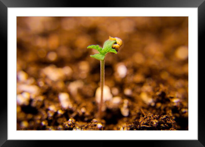 A close up of a cannabis seedling Framed Mounted Print by Craig Weltz