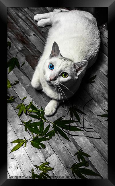 Animal cat Framed Print by Craig Weltz