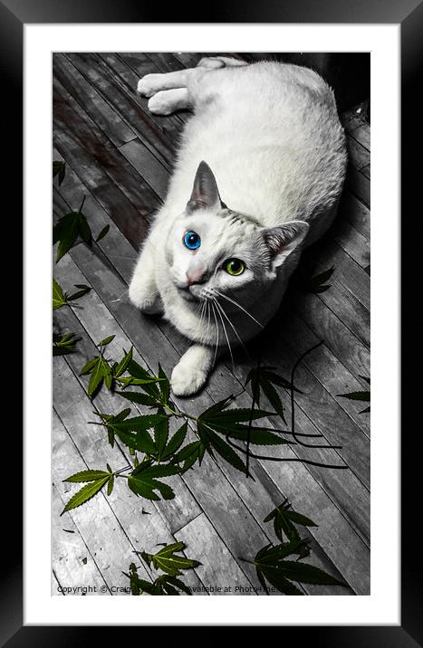 Animal cat Framed Mounted Print by Craig Weltz