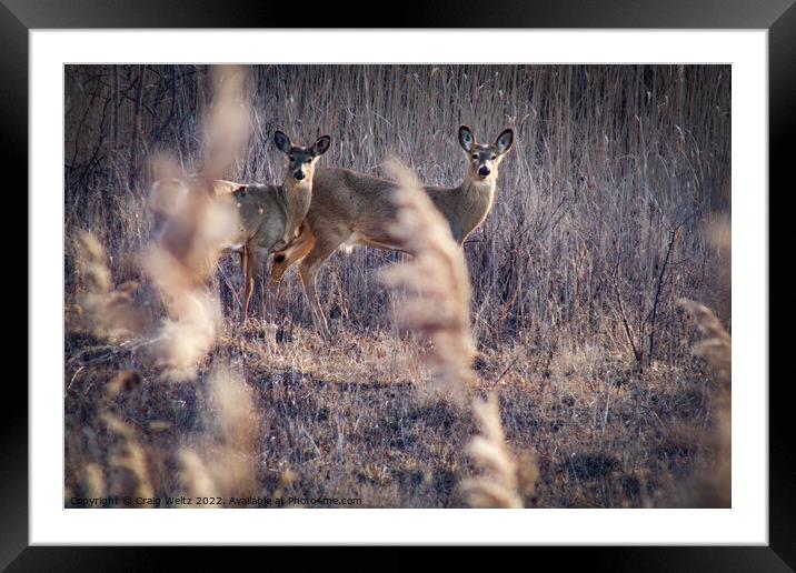 2 Alert Deer standing on a dry grass field Framed Mounted Print by Craig Weltz