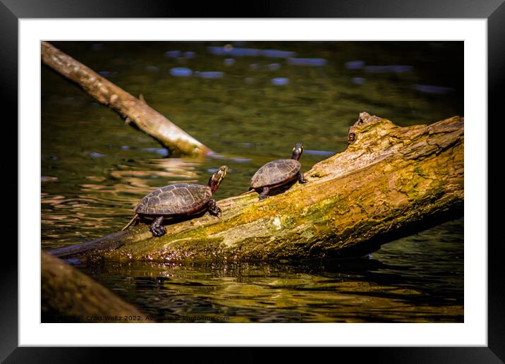 2 Turtles on a log Framed Mounted Print by Craig Weltz