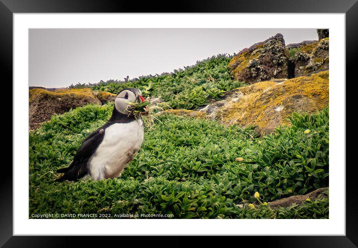 Precious Puffin Parenthood Framed Mounted Print by DAVID FRANCIS